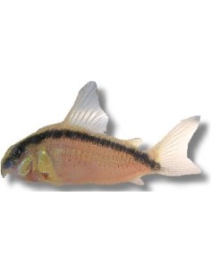 CORYDORAS ARCUATUS SALVAJE 3-3.5CM