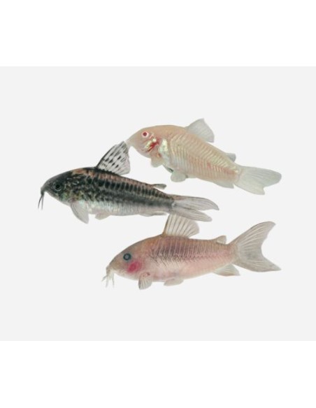 CORYDORAS MIX XXL