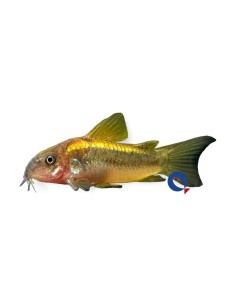 CORYDORAS AENEUS GOLD LASER CW010 3-3CM