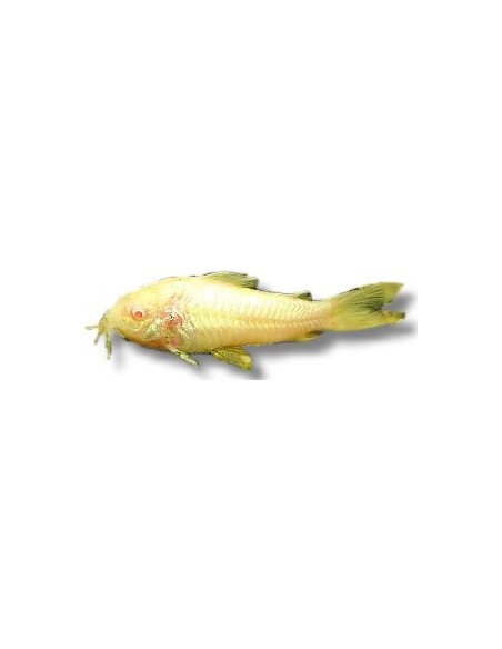 CORYDORAS ALBINA 2-2.5 CM