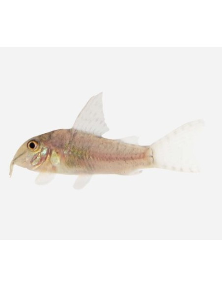 CORYDORAS VERDE RIO META 3-4 CM