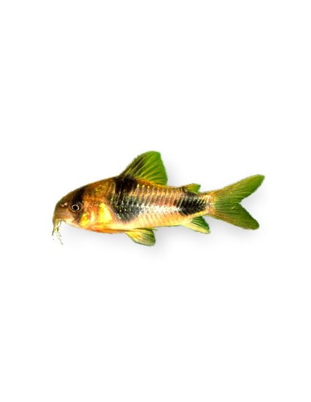 CORYDORAS Weitzmani 2,5-3
