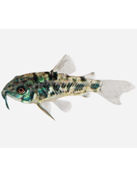CORYDORAS PALEATUS 2.5- 3CM