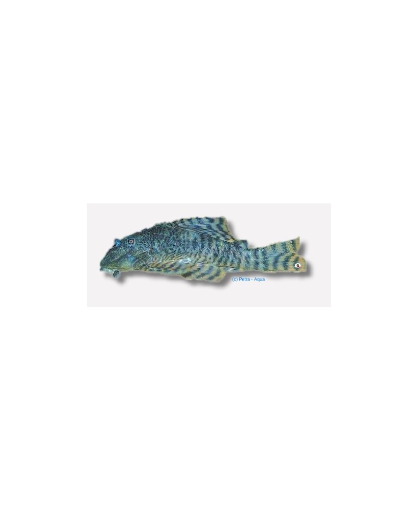 L226 PANAGOLUS CHANGAE
