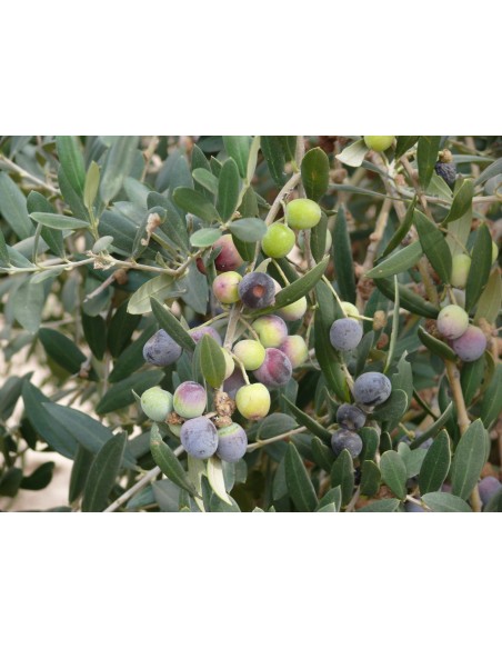 OLEA EUROPEA COPA C30