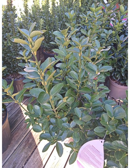 EUONYMUS JAPONICUS 5L