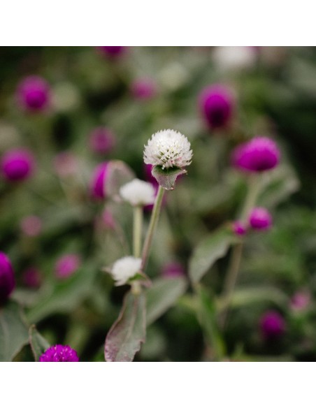 GOMPRENA GLOBOSA SP