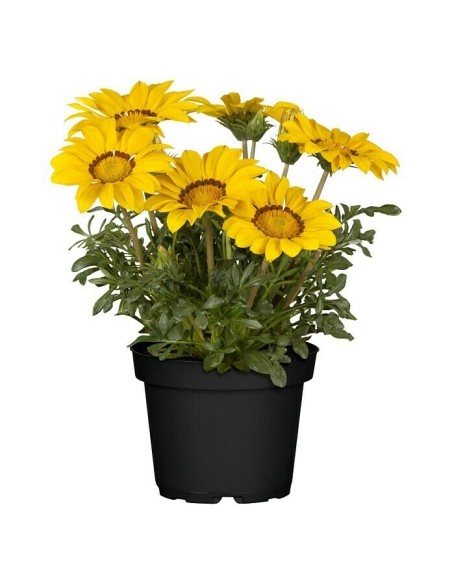 Gazania M13 | Flores Vibrantes y Resistente para Jardín Soleado