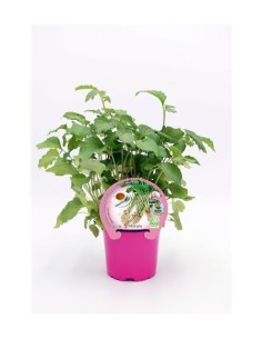 VALERIANA M10.5  VALERIANA OFFICINALIS