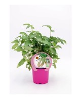 VALERIANA M10.5  VALERIANA OFFICINALIS