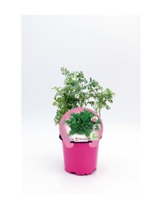 RUDA ECO PACK 1