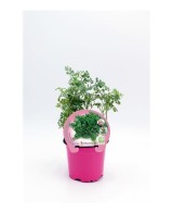 RUDA ECO PACK 1
