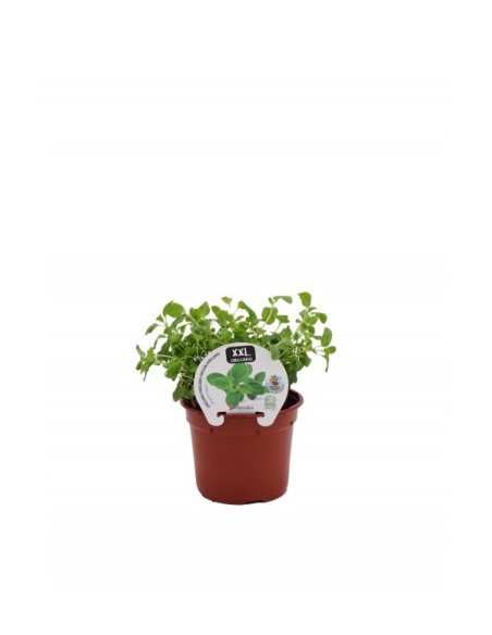 OREGANO XXL M-14 ORIGANUM VULGARE