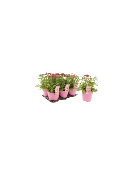 ACHILLEA MACROPHYLLA MIX