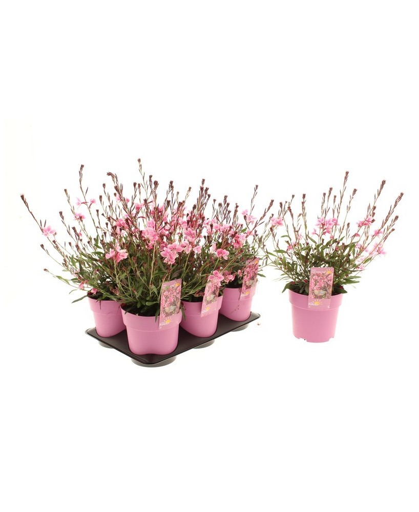AFTER SUMMER GAURA LIND. MEDIUM PINK