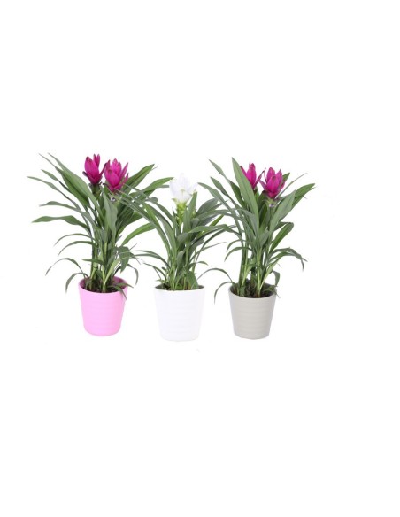 CURCUMA ALIS  MIX