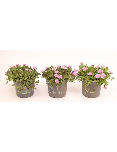 LIDOSPERMA COOP LIDO