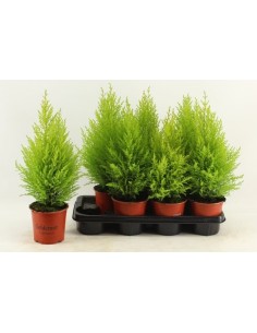 Cupressus macrocarpa Goldcrest Wilma M14 conífera aromática decorativa para interior y exterior