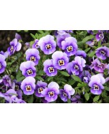 VIOLA M13 KM0