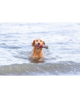Juguete Acuático Faro con Cuerda 20cm para Perros | Juego Flotante y Resistente

