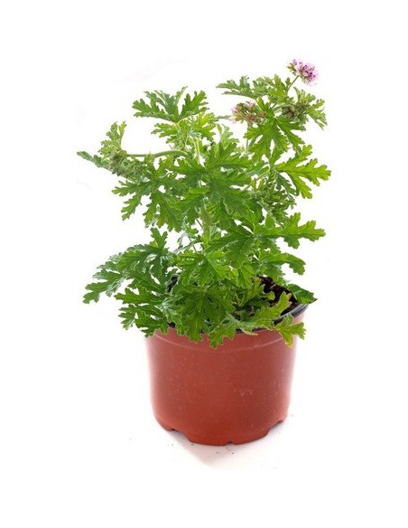 Pelargonium Antimosquito  Planta Repelente y Decorativa para Jardín | Endanea Garden