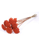 ACHILLEA PARKER NARANJA QUEMADA