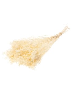 FLOR DE ESCOBA RAMO BLANCO BLANQUEADO