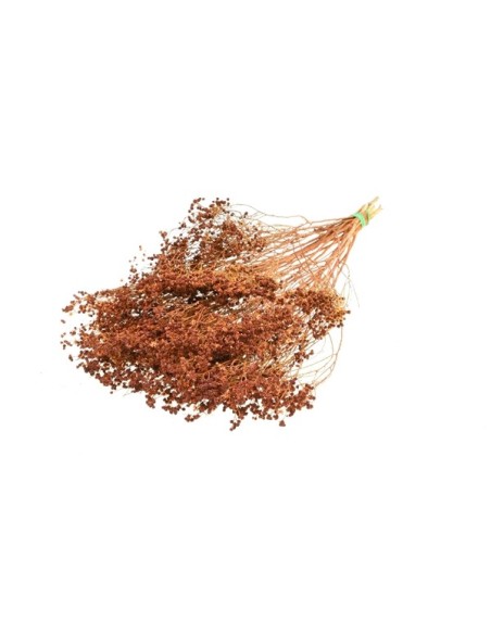 FLOR DE ESCOBA RAMO TEKA