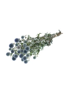 ECHINOPS AZUL NATURAL