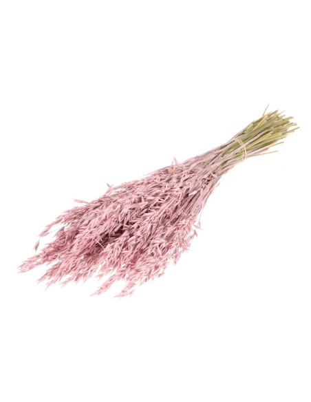 AVENA ROSA BRUMOSA