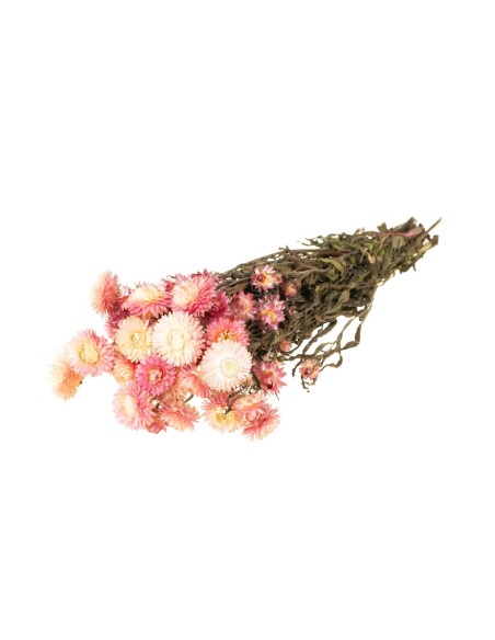 HELYCRYSUM ROSA NATURAL