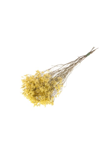 STATICE LIMON DIAMANTE NATURAL AMARILLO