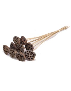 LOTUS MEDIUM 10PC NATURAL