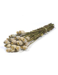 PAPAVER NATURAL VERDE GRIS 2