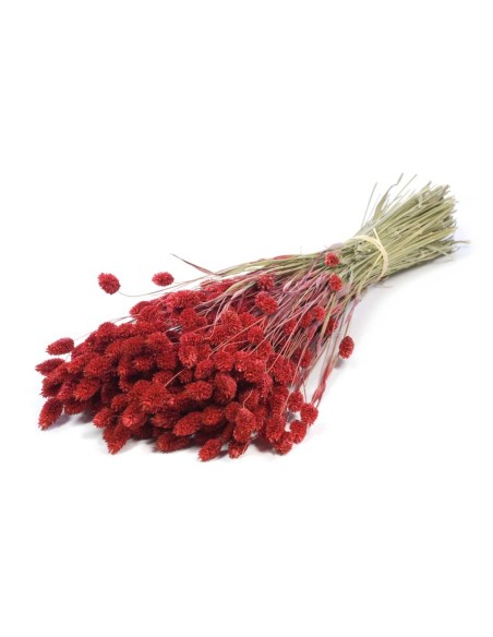 FALARIS ROJO