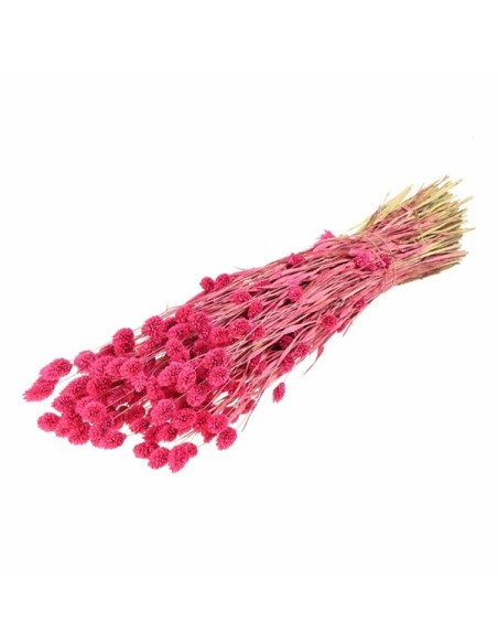 FALARIS ROSA AZUCAR