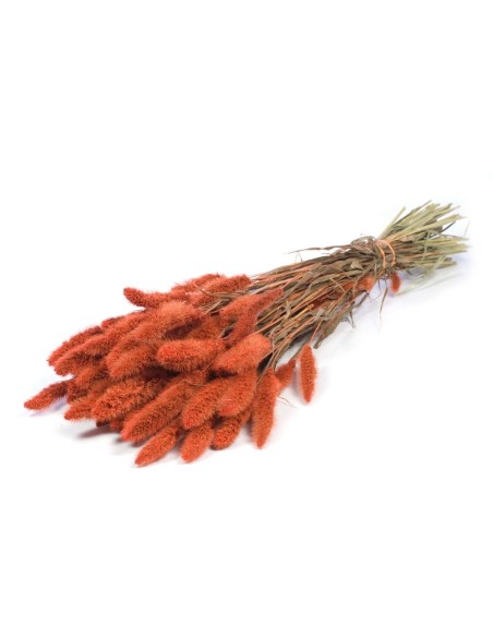 SETAREA NARANJA QUEMADA