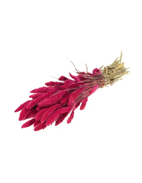 SETAREA CEREZA
