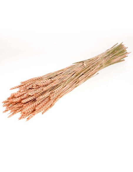 TARWE CORAL BRUMOSO