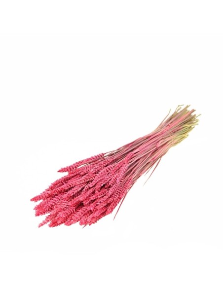 TARWE ROSA AZUCAR