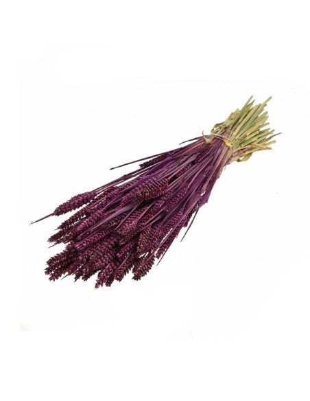 TARWE CIRUELA