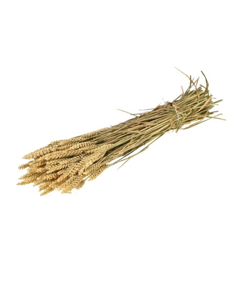TARWE SOL NATURAL