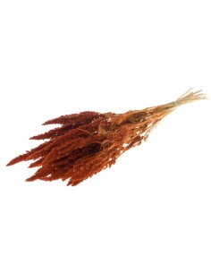 AMARANTHUS NARANJA QUEMADO