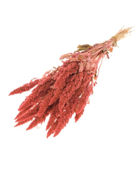 AMARANTHUS ROSA