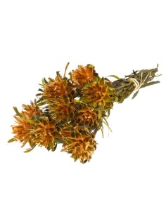 PLUMOSA PRESERVADA NARANJA PRIMAVERA