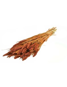 SETAREA ITALICA TEKA