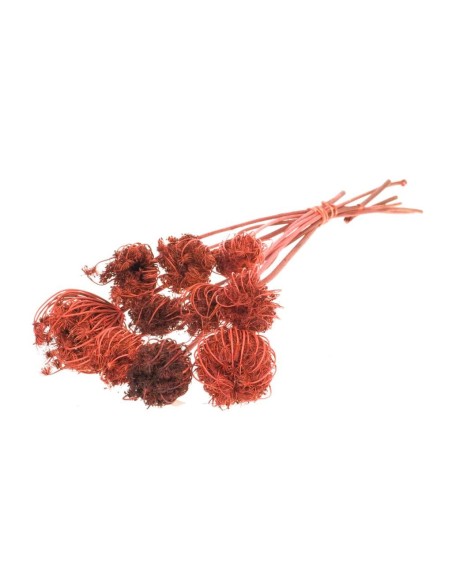 AMMI MAJUS NARANJA QUEMADO