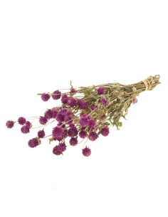 GOMPHRENA NATURAL PURPURA