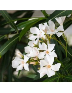 NERIUM OLEANDER BLANCO  C20