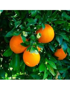 NARANJO CITRUS SINENSIS VALENCIA B C25